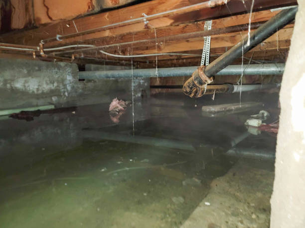 Best Local water damage restoration  in Colchester, IL