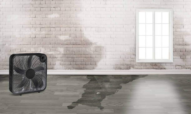Best Water damage restoration services  in Colchester, IL
