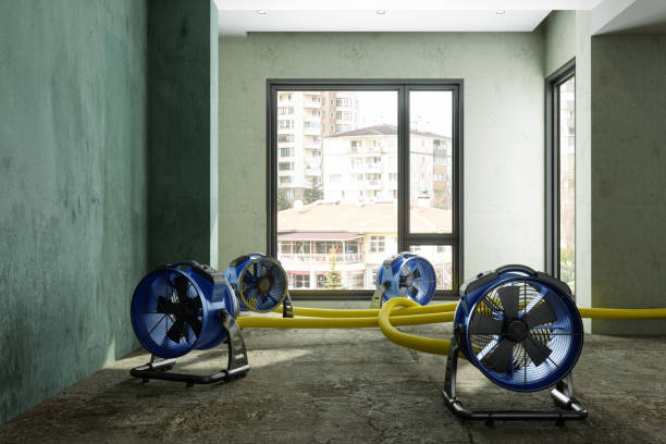 Best Mold removal after water damage  in Colchester, IL